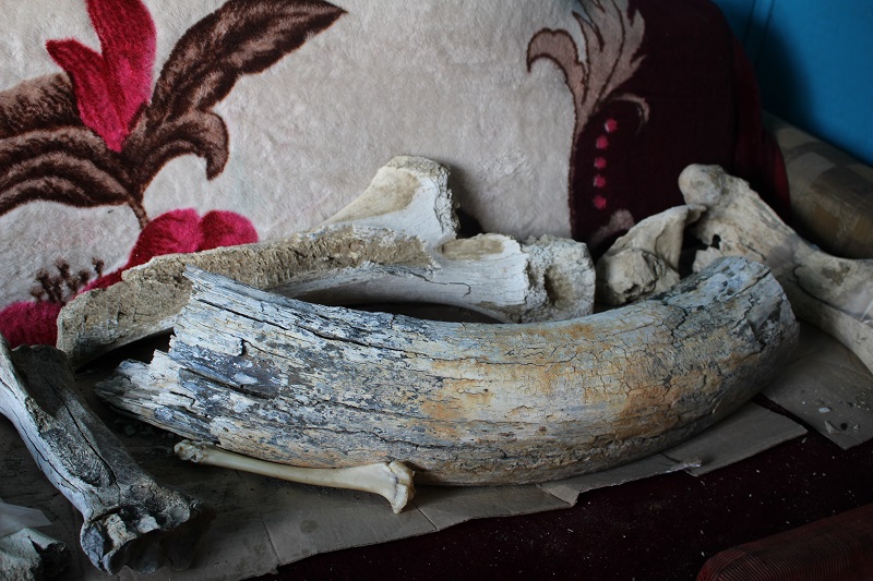 Жители Северного Казахстана нашли останки мамонта