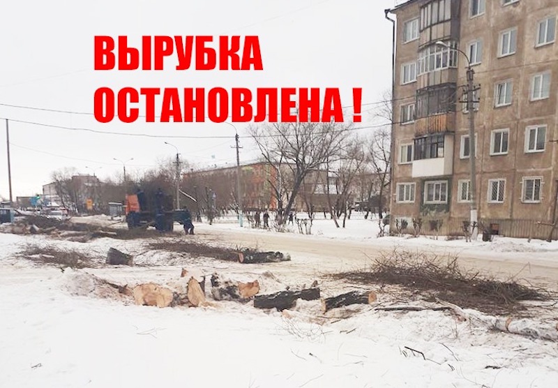 Вырубка деревьев в Петропавловске велась с нарушениями — прокуратура СКО