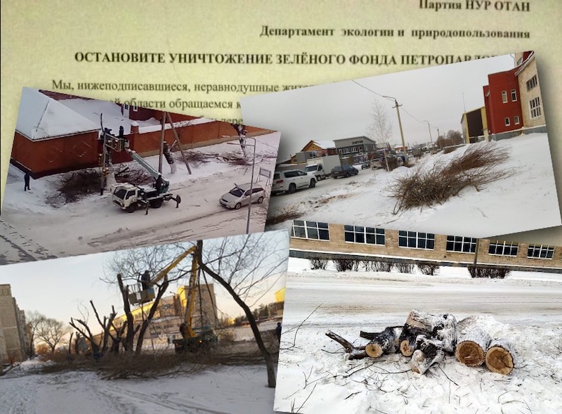В Петропавловске собирают подписи против уничтожения деревьев
