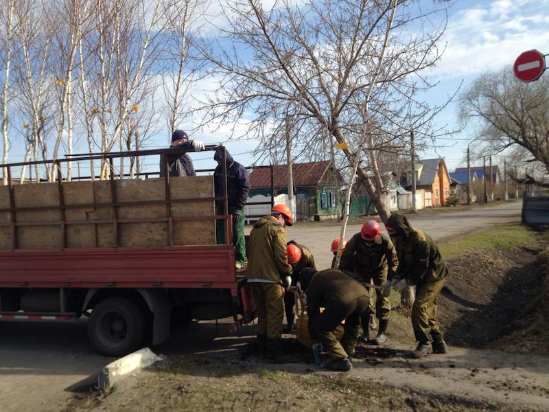На улице Потанина в Петропавловске началась высадка деревьев