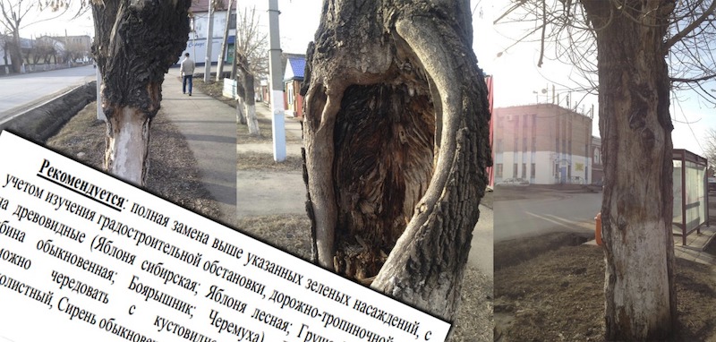 В Петропавловске предложили засадить улицы сиренью и рябиной