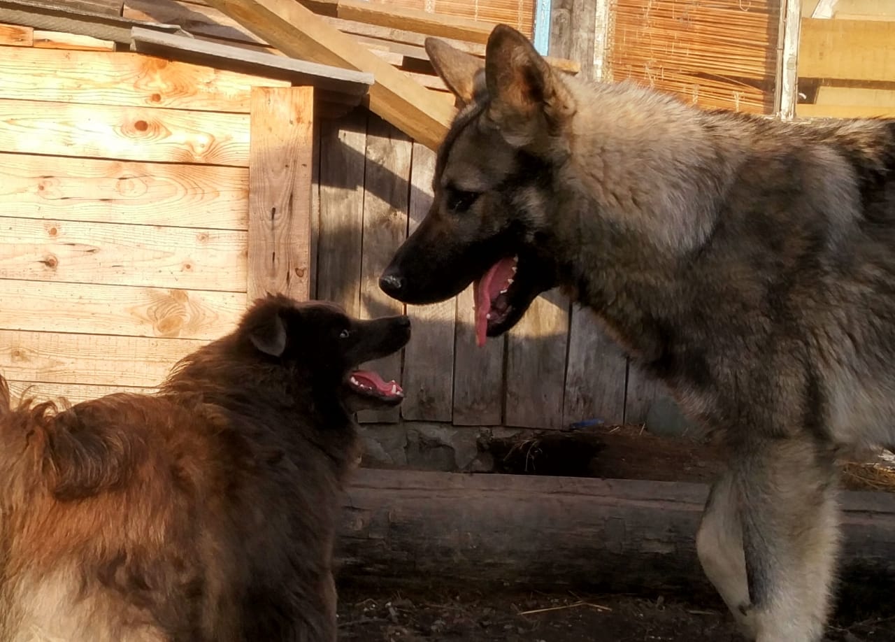 Как Серый и «волк» стали друзьями