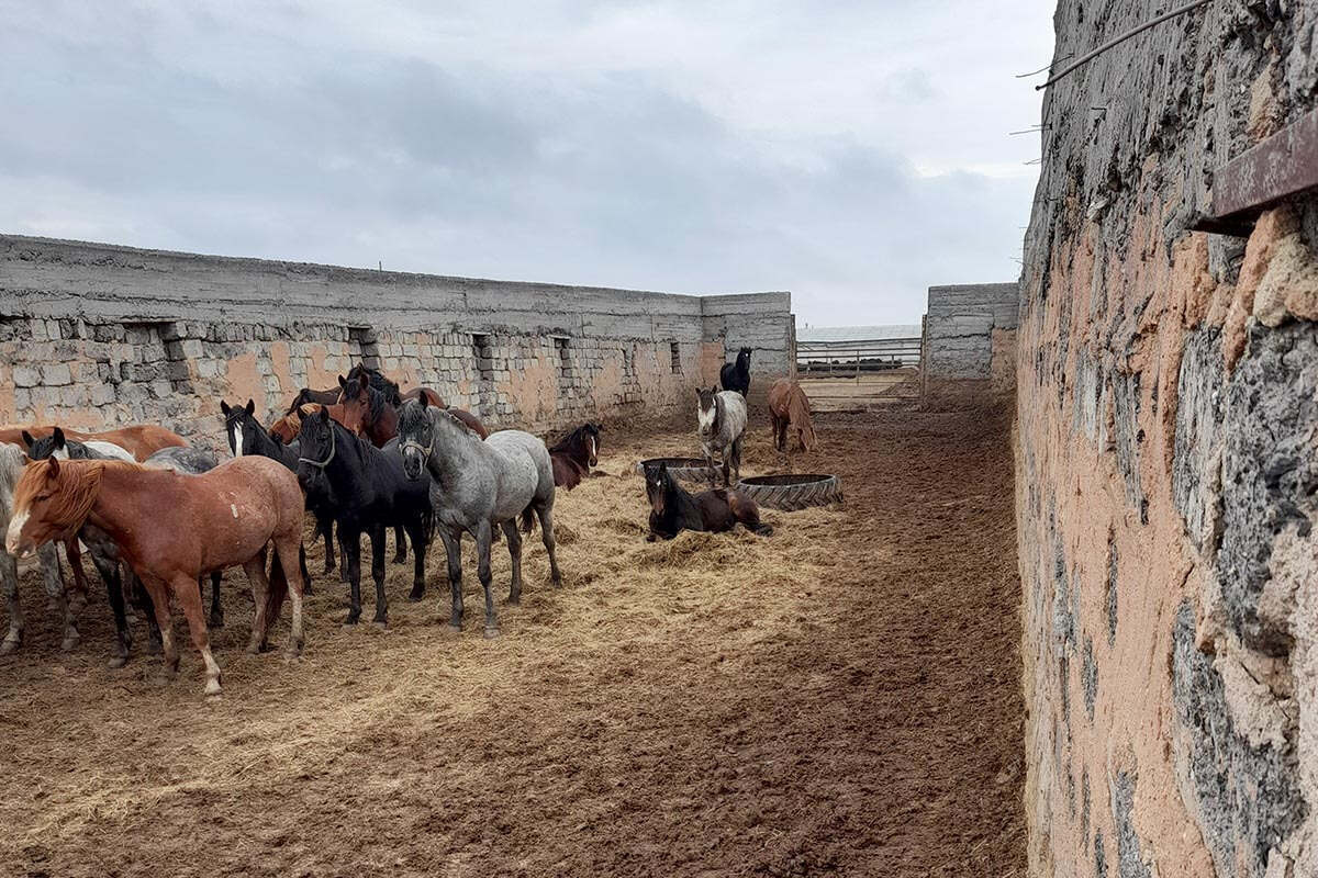 На севере Казахстана уволенный пастух украл лошадь