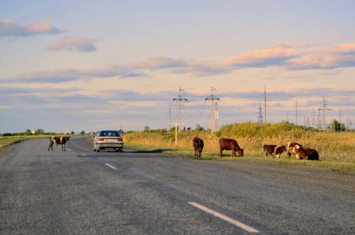 На севере Казахстана водитель пикапа наехал на корову