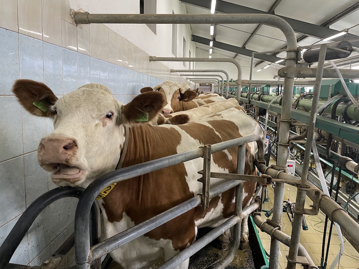 В районе на севере Казахстана построят три молочные фермы