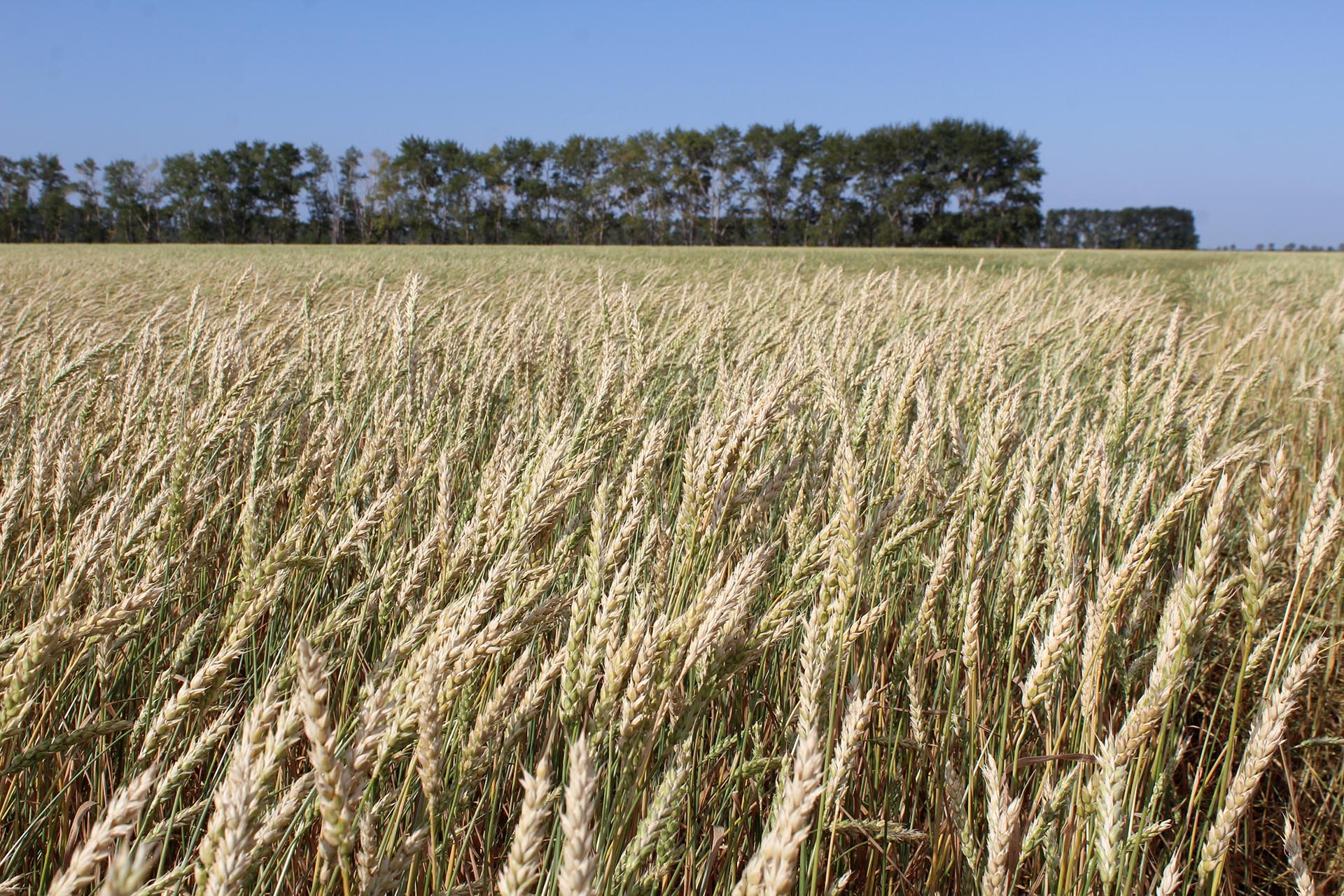 Пшеница. Пшеница в Казахстане. Пшеница Северного Казахстана. Высокий урожай пшеницы. Хлопок и пшеница
