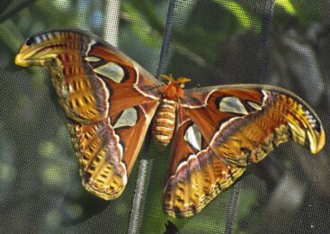 Самые крупные в мире бабочки вылупились в Петропавловске