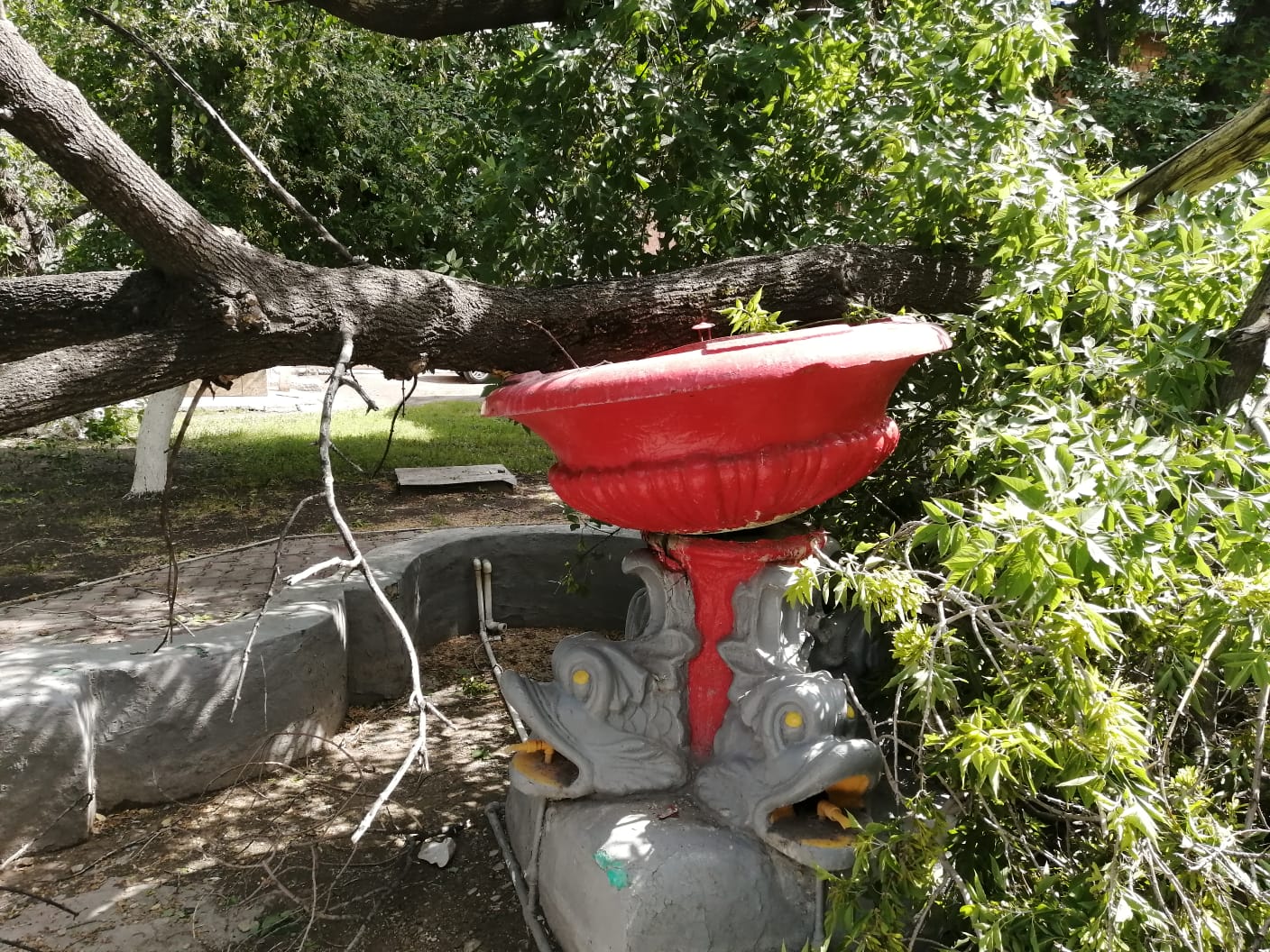 фонтан дерево ураган