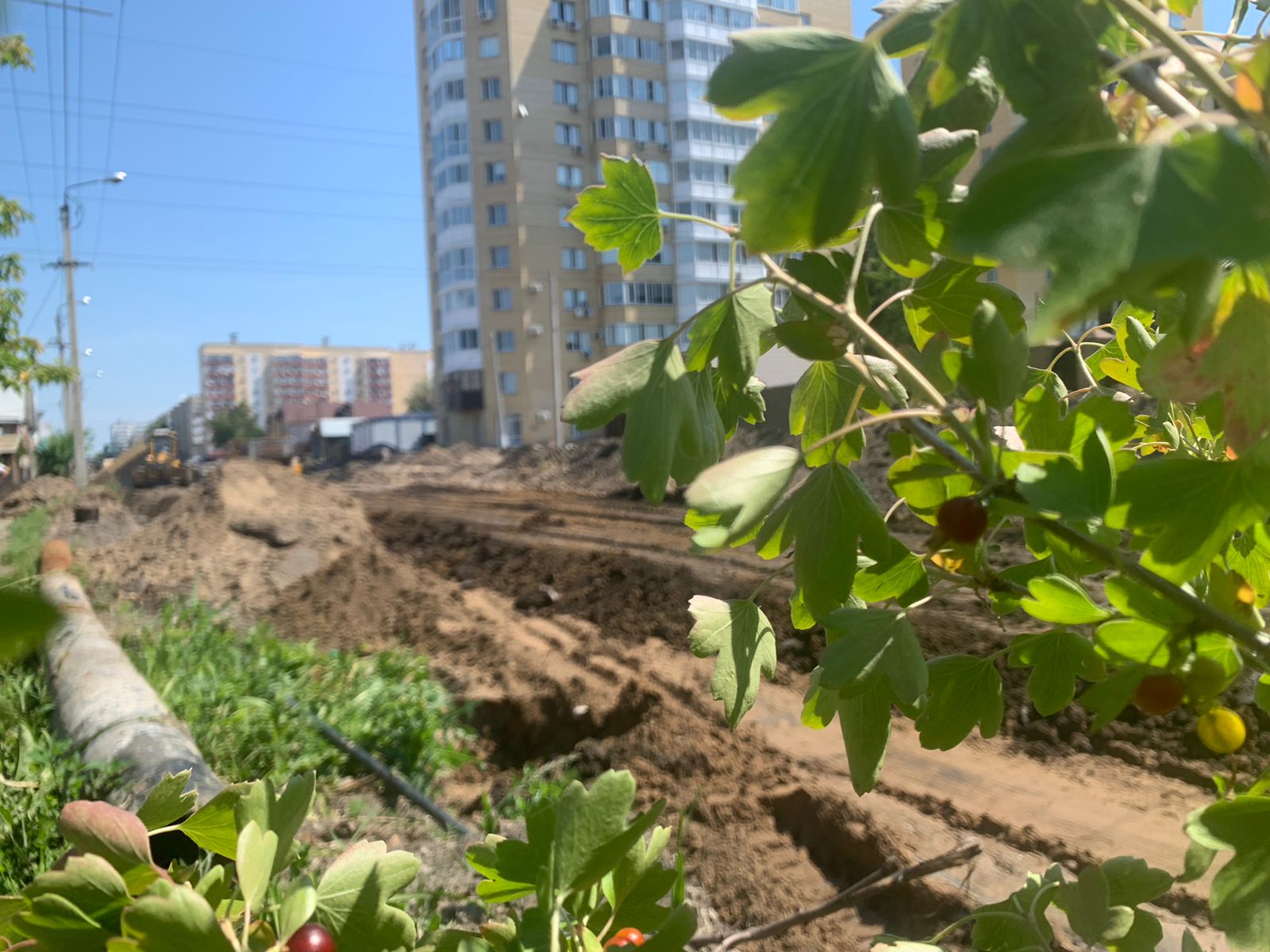 Не превращайте город в степь! В Петропавловске продолжают уничтожать растения при реконструкции улицы Горького