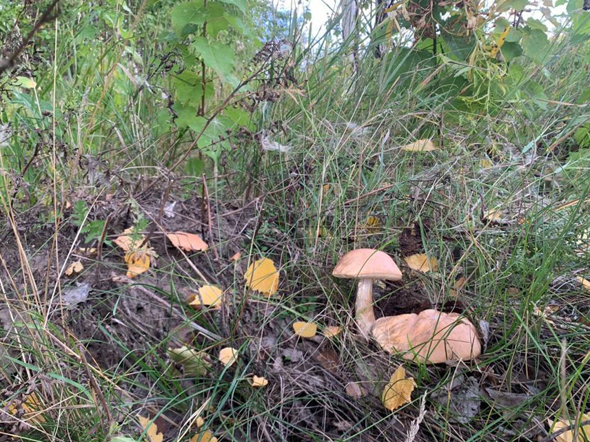 Жители Северного Казахстана благодаря тёплой осени собирают сотни килограммов грибов