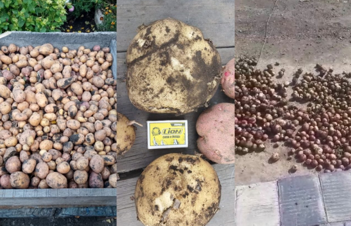 На севере Казахстана сельчане собирают картофель