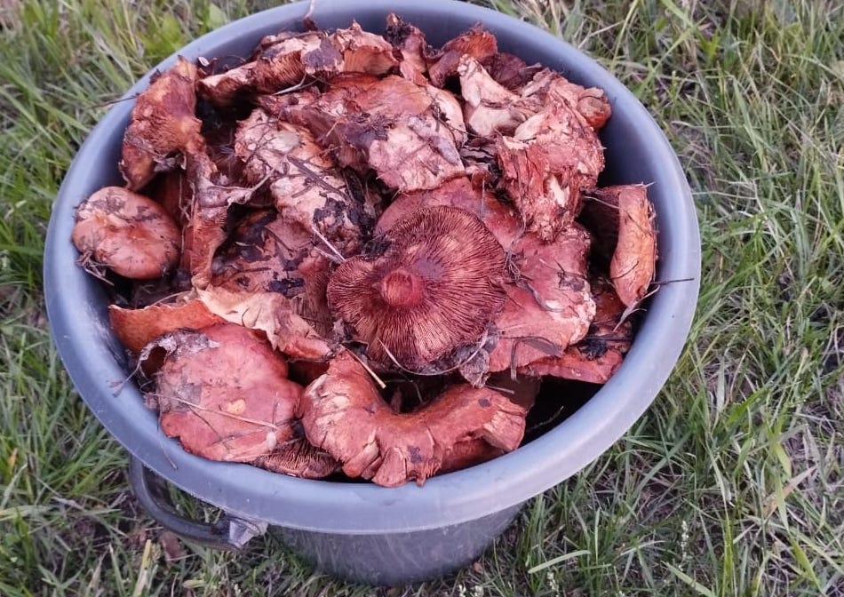 Осторожно, отрава: в Петропавловске продолжается грибной сезон