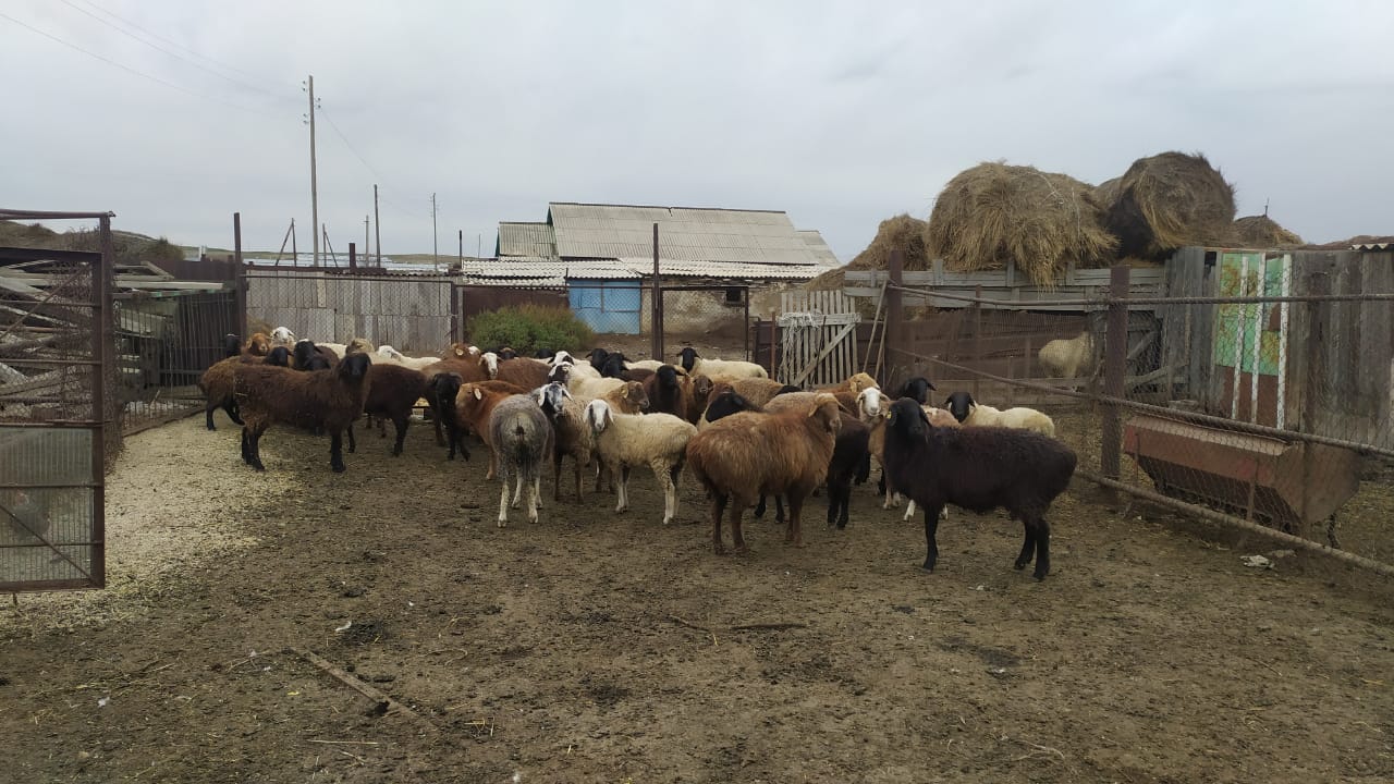 Скотокрадство. Пропала овца объявление.